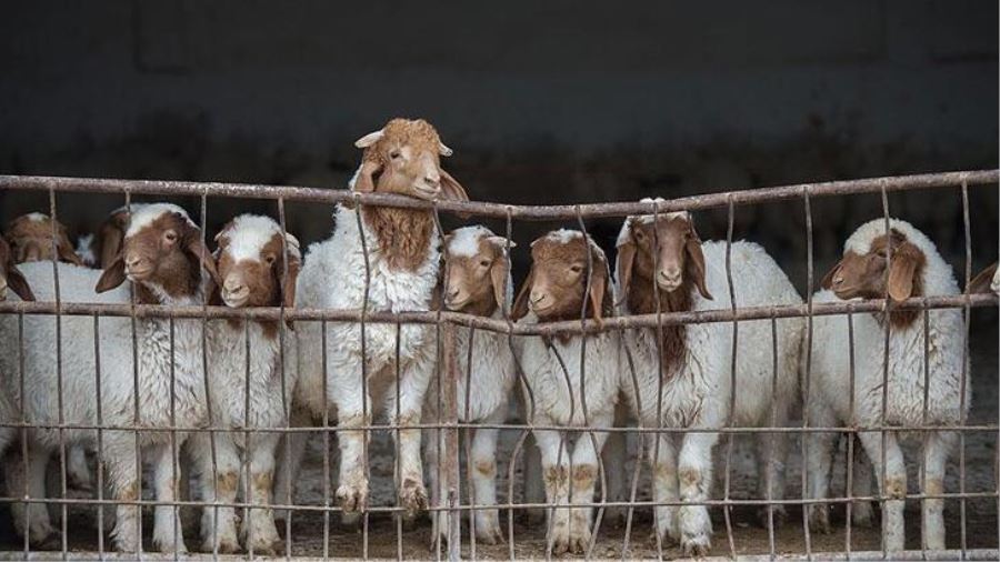 TİGEM 4 bin 500 kuzu satacak