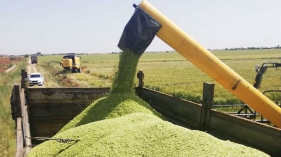 FİRİK HASADI BAŞLADI