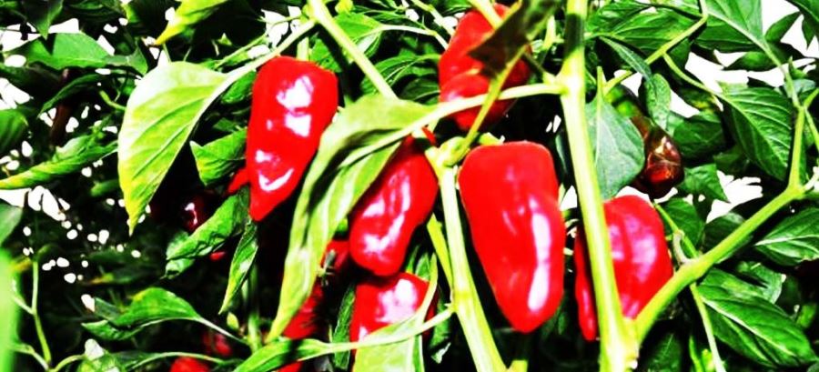 ALICILARA KIZAN ÜRETİCİ TONLARCA BİBERİ TARLADA BIRAKTI