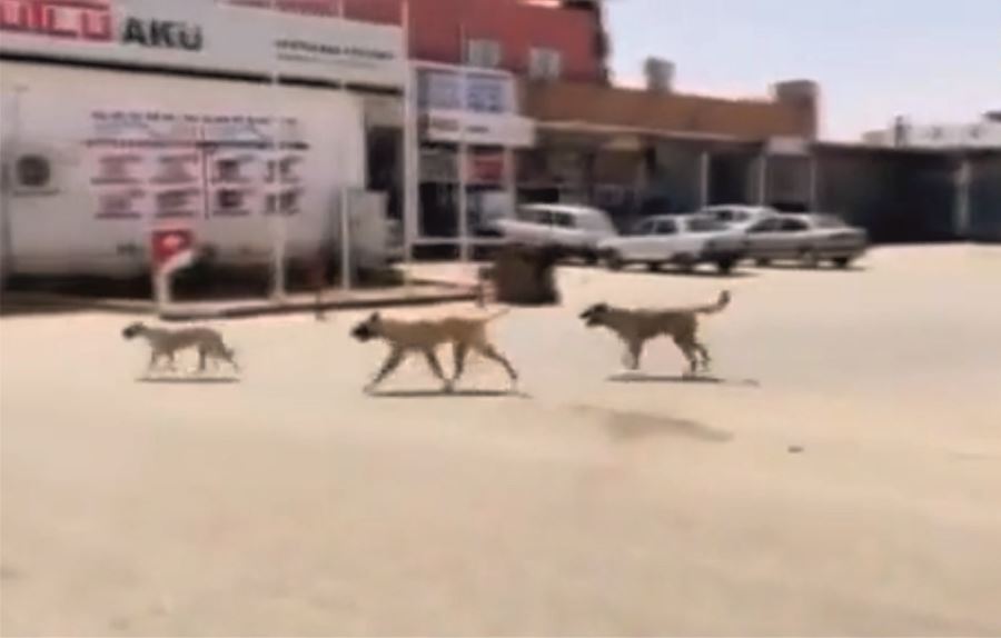 Sokak köpekleri vatandaşları tedirgin ediyor