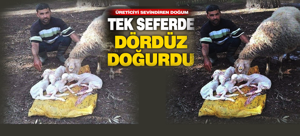 CEYLANPINARLI AKSAK’IN KOYUNU DÖRDÜZ DOĞURDU