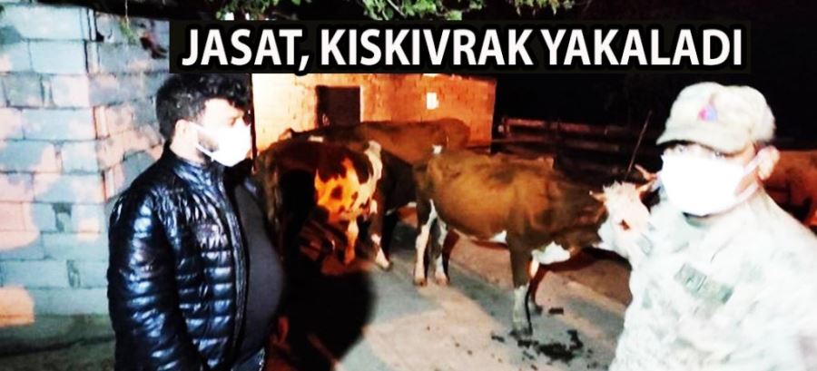 JANDARMA URFA VE DİYARBAKIR’DAKİ HAYVAN HIRSIZLARINI FAKA BASTIRDI