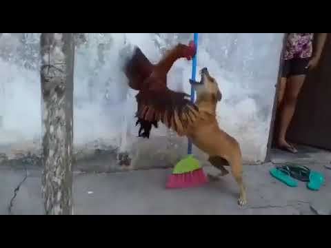 HOROZ KÖPEĞİ BAKIN NASIL KOVALIYOR