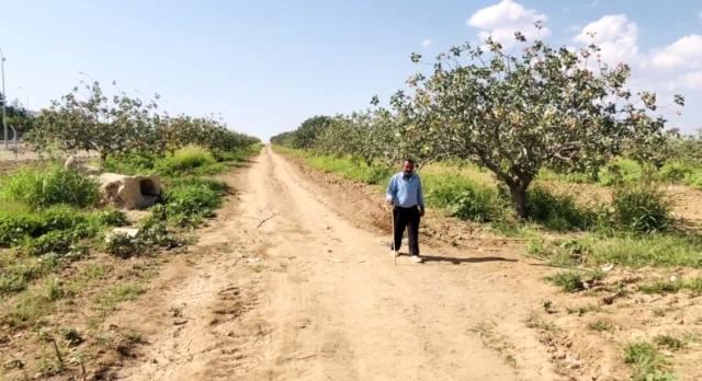 Bekçilerin Fıstık Nöbeti Başladı