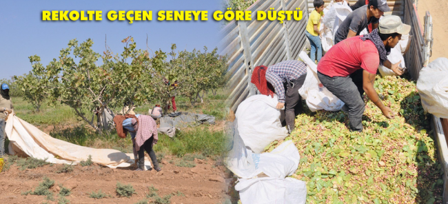 TİGEM