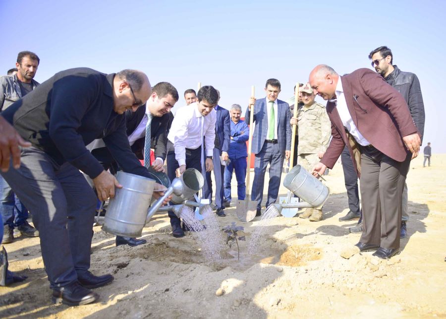 Ceylanpınar’da 26 Bin Fidan, Toprakla Buluştu