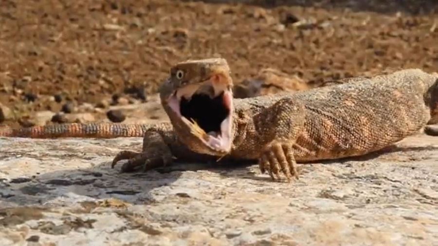  dünyada nesli tükenme  tehlikesinde olan çöl varanı Şanlıurfa