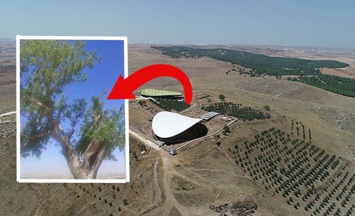 hamile kalmak isteyen kadınlar oraya akın ediyor