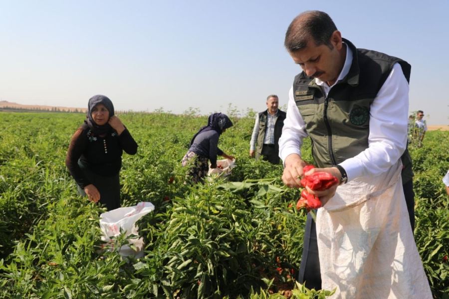 İsot’un ilk hasadı Vali Salih Ayhan’ın katılımı ile gerçekleşti.