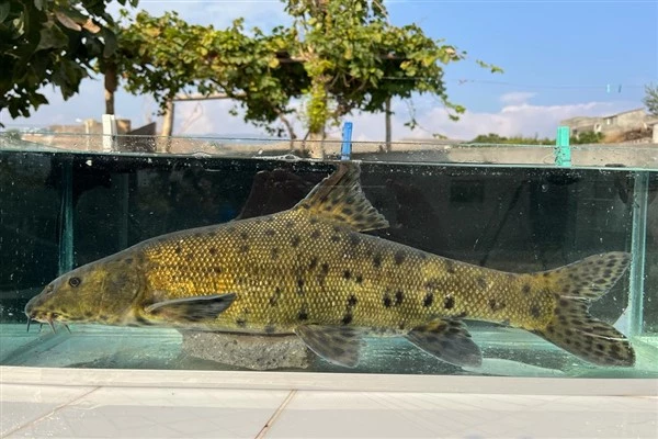  Nesli tükenme tehlikesi atında olan Leopar Sazanı yeniden keşfedildi