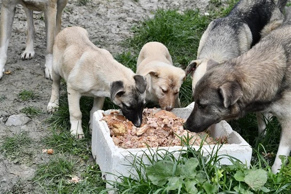 Beylikdüzü