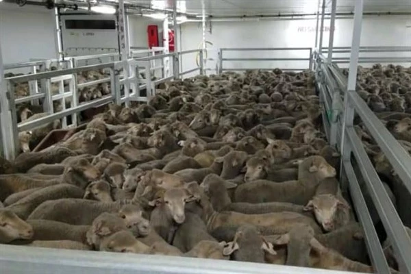 16.000 koyun ve sığırı taşıyan gemi Kızıldeniz