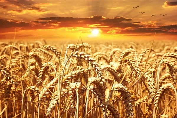  12-16 Şubat haftası tarım ürünleri piyasası