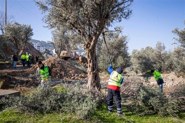 İzmir Belediyesi, Buca Onat Tüneli güzergahındaki ağaçları koruma altına aldı