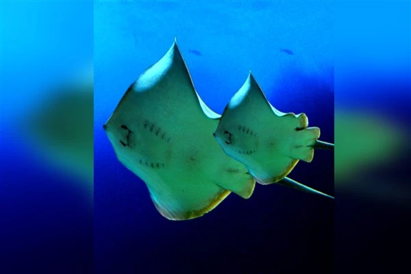 SEA LIFE Dünya Su Günü’nde okyanusların  korunmasına çağrı yapıyor