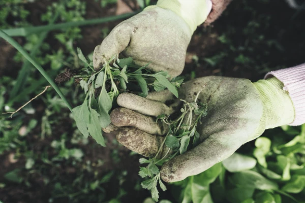 TÜİK-Mevsimlik tarım işçilerinin günlük ücretleri 512 liraya yükseldi
