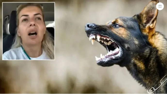  Kuduz Köpekleri !Ankara