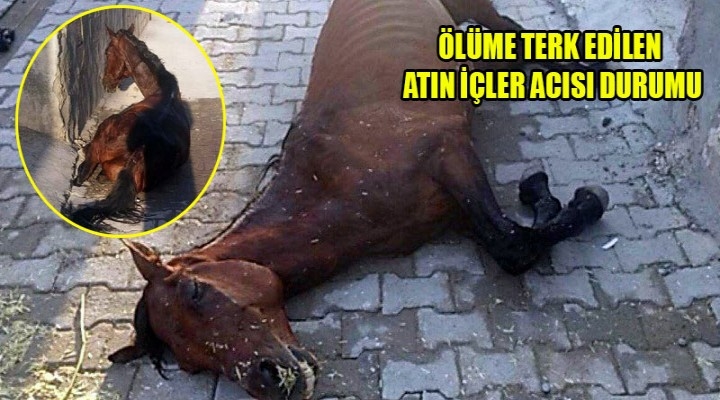 Bu Ata Hayvan Muamelesi Bile Yapmadılar.!