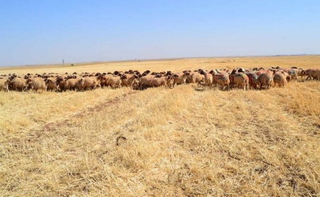 Ceylanpınar TİGEM?de Anız Otlatması ve Koç Katımı Yapıldı