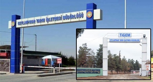 Ceylanpınar TİGEM`deki Büyük Vurguna Darbe