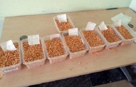 Ceylanpınar TİGEM?e Ait  20 Bin Ton Mısır Satışa Sunuldu 