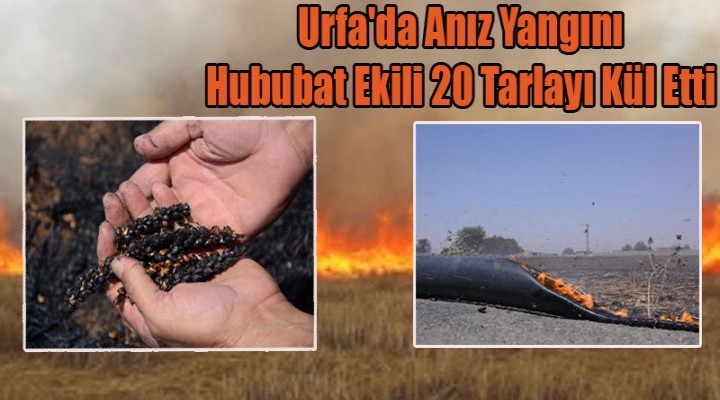 Ceylanpınar`da 100 Dönümde Ekili Buğday Yandı