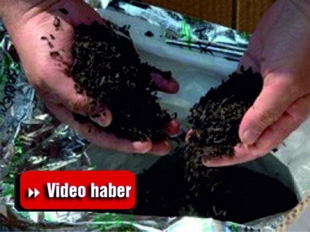 Ceylanpınar?da 50 Kg. Kaçak Çay Ele Geçirildi