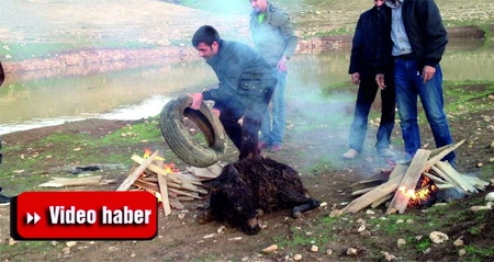 Ceylanpınar?da Dereye Düşen Eşeği Vatandaşlar Kurtardı 
