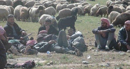 Ceylanpınar?da Hayvan Kaçakçılığı
