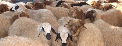 Ceylanpınar?da Hayvan ve Sigara Kaçakçılığı