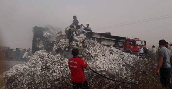 Ceylanpınar`da Tonlarca Pamuk Kullanılamaz Hale Geldi