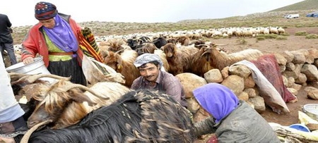 Ceylanpınar?daki Göçerlere Arazileri Hala Verilmedi