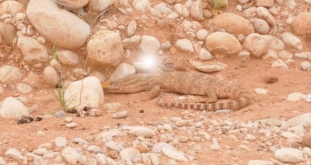 Dev Kertenkele  yakalandı