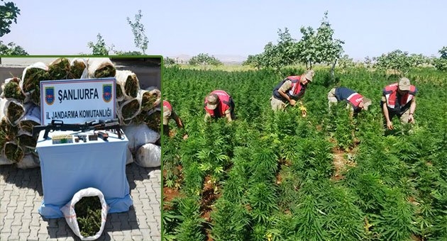 Jandarmadan Silah ve Uyuşturucu Operasyonu
