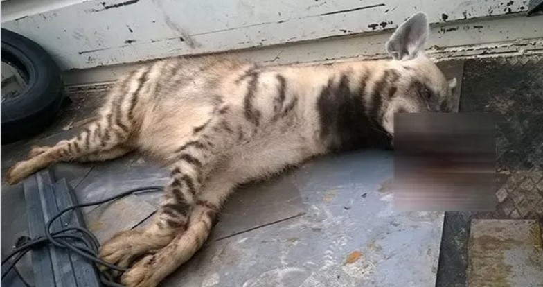 Nesli tükenmekte olan sırtlan trafik kurbanı