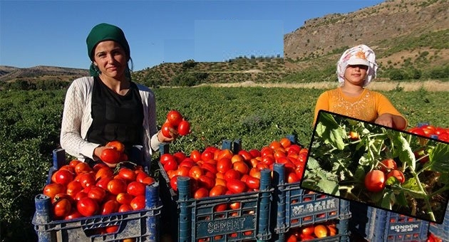 Siverek?te Domates Hasadı Devam Ediyor