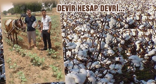 Suruçlu Üreticiler Pamuğu At Yardımıyla Toplayacak