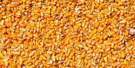 Tigem`den Dane Mısır Satışı
