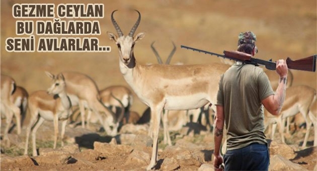 Urfa?da 4 Ceylanı 4 Yabancı Avlayacak