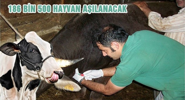 Urfa?da Şap Aşısız Hayvan Kalmayacak