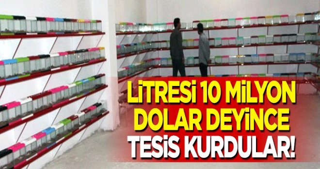 Yer Şanlıurfa, Litresi 10 milyon dolar dediler, tesis kurdular